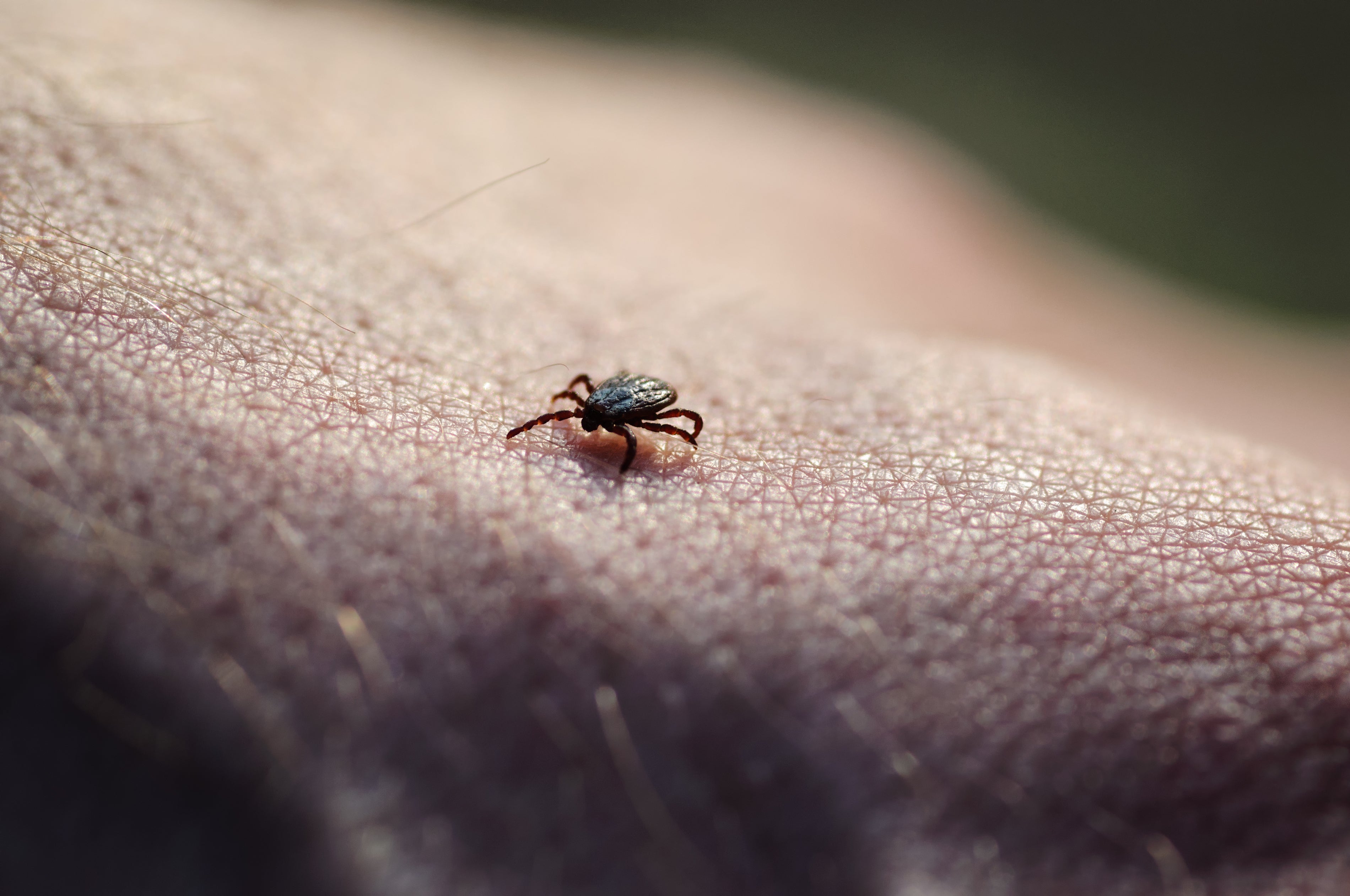 Rare, Dangerous Tick-Borne Virus On The Rise