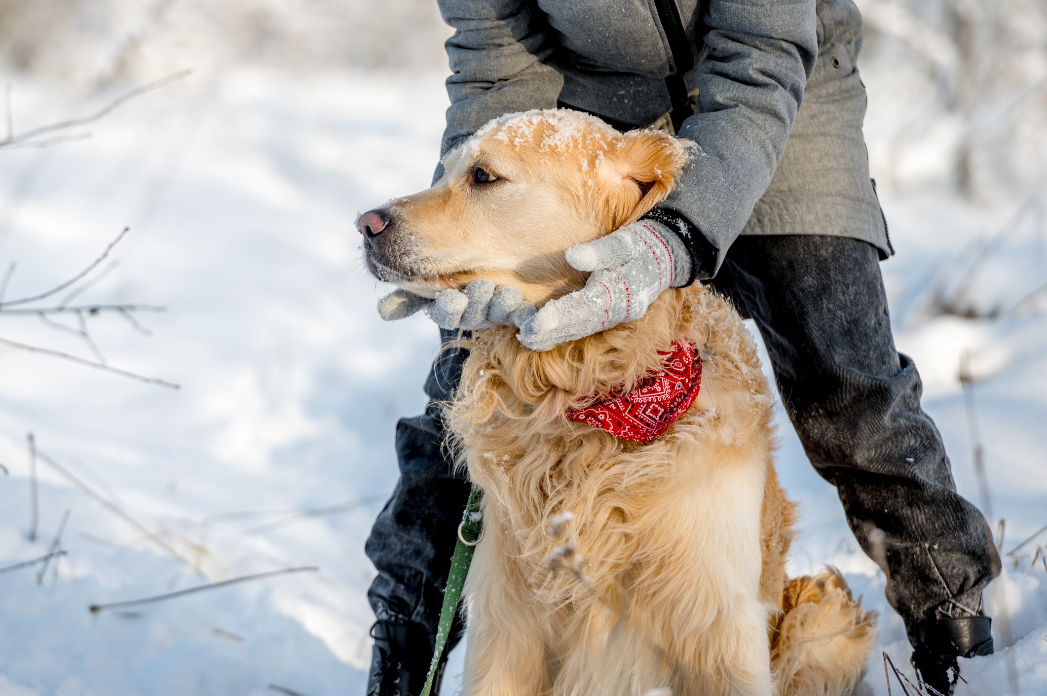 How To Keep Your Pets Safe This Winter