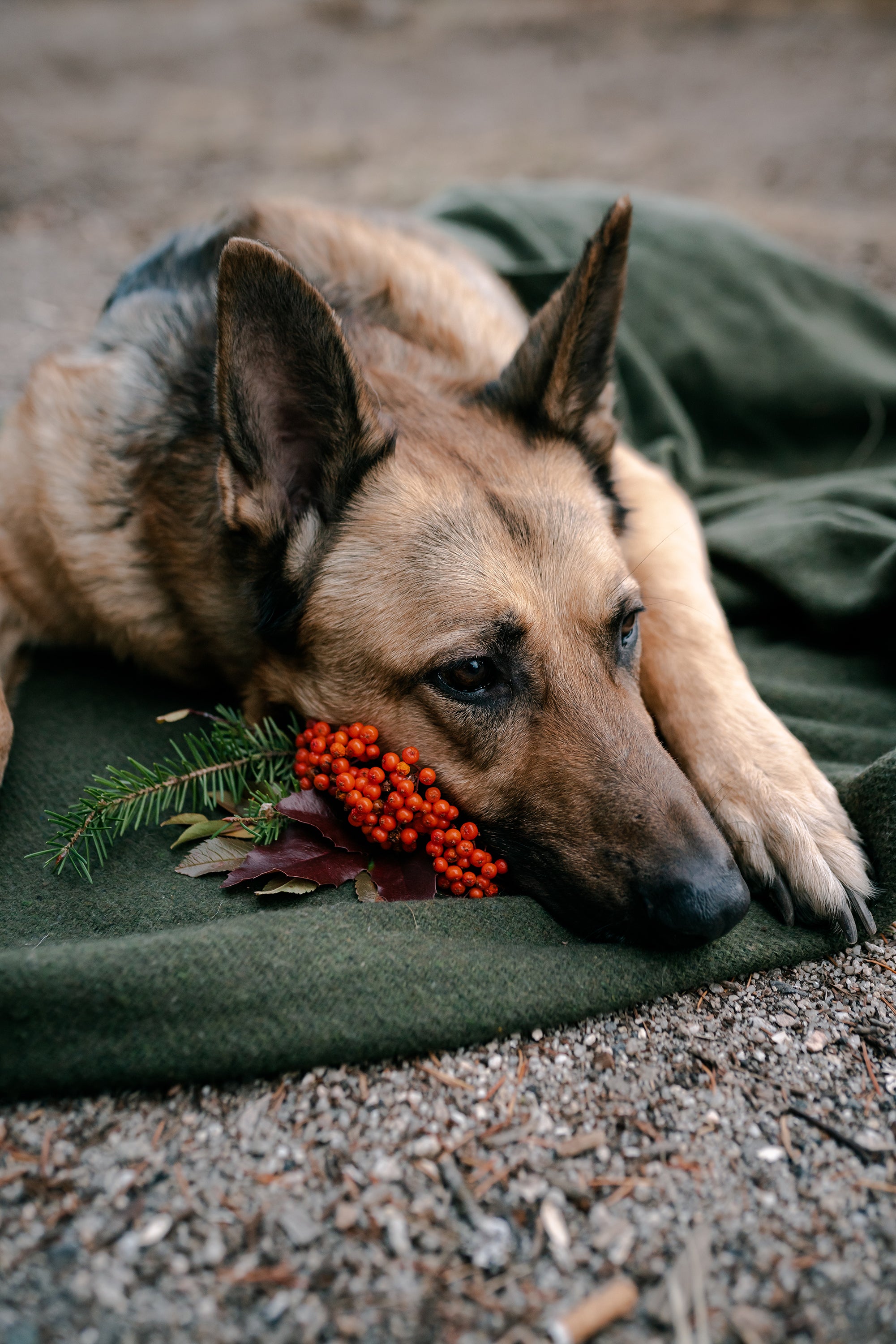 Wool Blanket - Od - 60 Inch X 80 Inch-eSafety Supplies, Inc